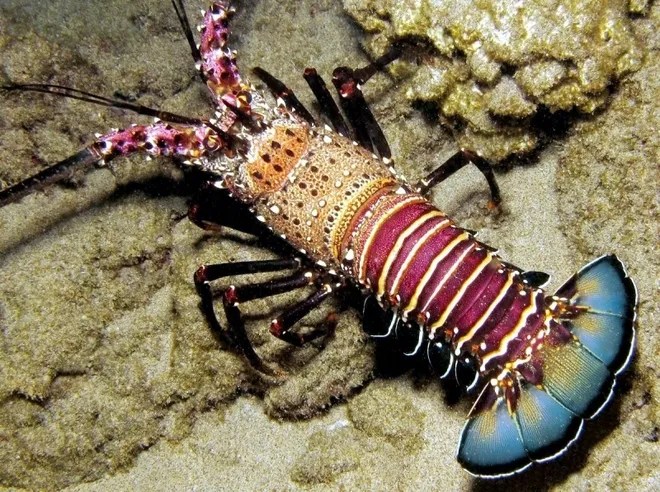 A colorful lobster crawling on the ocean floor, showcasing its vibrant shell and long antennae.