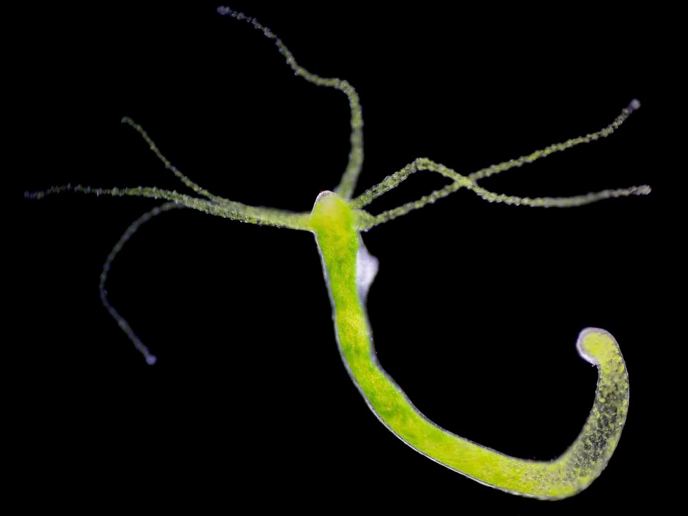 A close-up image of a hydra, a small, green freshwater organism with tentacle-like appendages, set against a dark background.